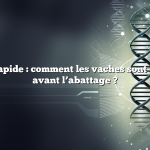 Réponse rapide : comment les vaches sont-elles tuées avant l’abattage ?